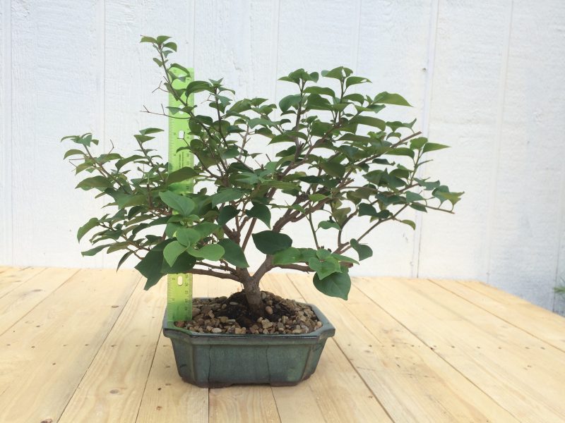 Live Bougainvillea Bonsai Tree In 8" Glazed Ceramic Pot , Outdoor Bonsai, Approx 10 Years, (Bougainvillea glabra) (Pink/Purple Blooms) - Image 10