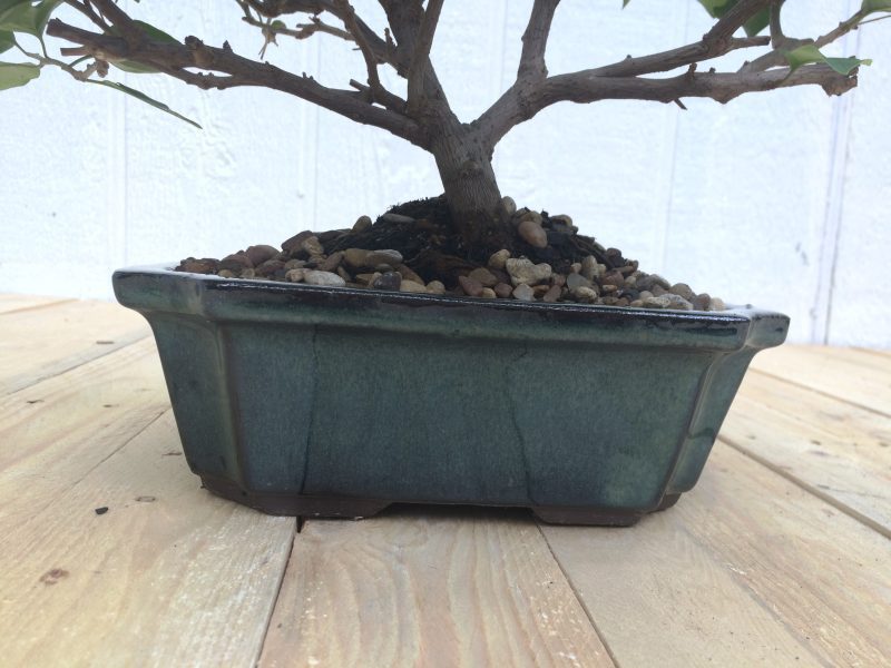 Live Bougainvillea Bonsai Tree In 8" Glazed Ceramic Pot , Outdoor Bonsai, Approx 10 Years, (Bougainvillea glabra) (Pink/Purple Blooms) - Image 9