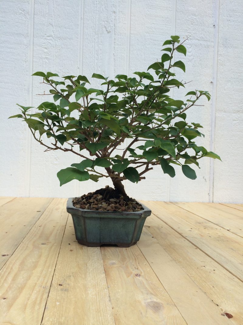 Live Bougainvillea Bonsai Tree In 8" Glazed Ceramic Pot , Outdoor Bonsai, Approx 10 Years, (Bougainvillea glabra) (Pink/Purple Blooms) - Image 8