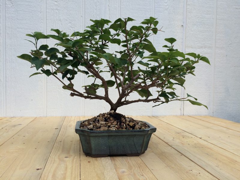 Live Bougainvillea Bonsai Tree In 8" Glazed Ceramic Pot , Outdoor Bonsai, Approx 10 Years, (Bougainvillea glabra) (Pink/Purple Blooms) - Image 7