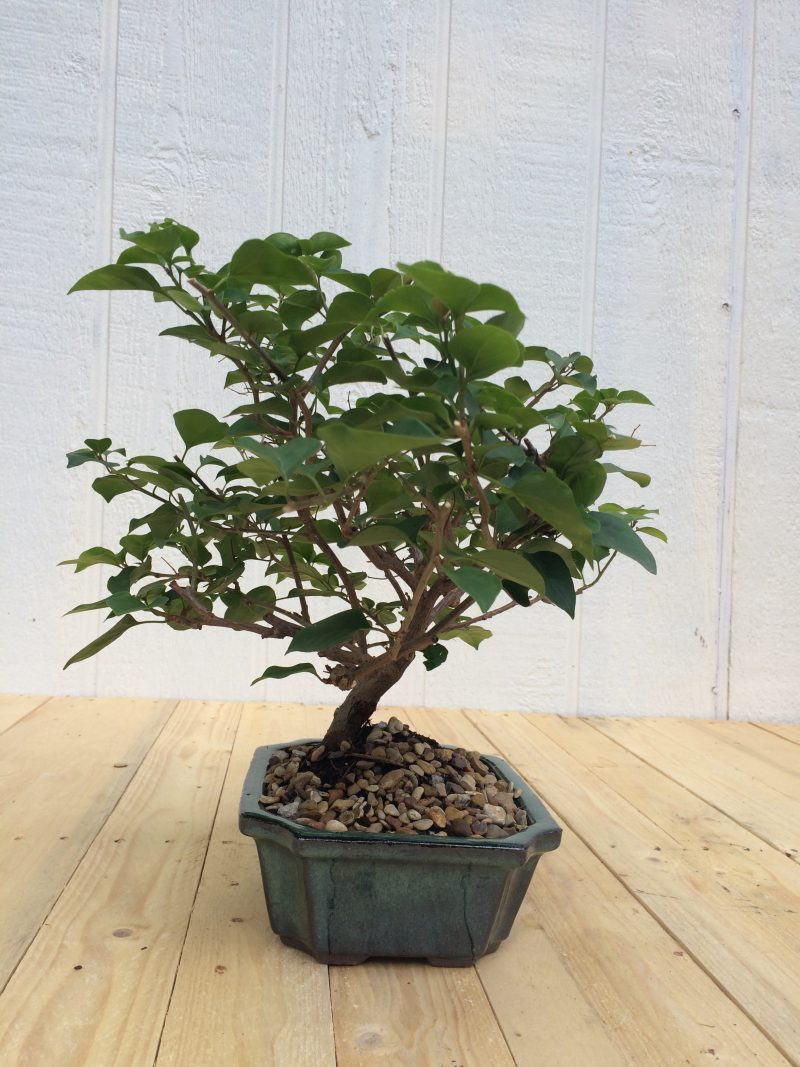 Live Bougainvillea Bonsai Tree In 8" Glazed Ceramic Pot , Outdoor Bonsai, Approx 10 Years, (Bougainvillea glabra) (Pink/Purple Blooms) - Image 6