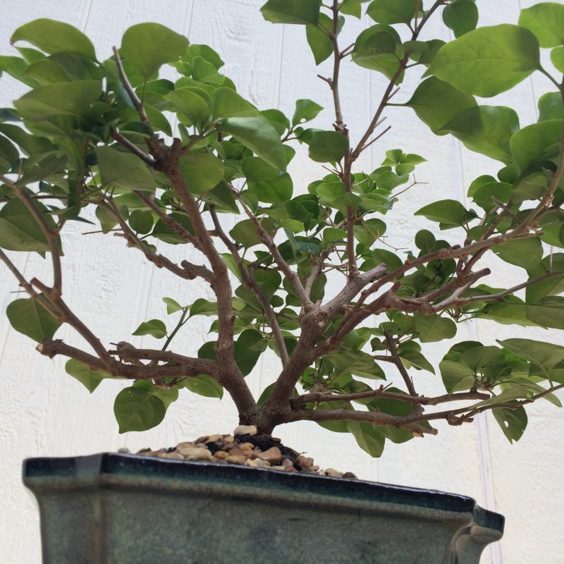 Live Bougainvillea Bonsai Tree In 8" Glazed Ceramic Pot , Outdoor Bonsai, Approx 10 Years, (Bougainvillea glabra) (Pink/Purple Blooms) - Image 5