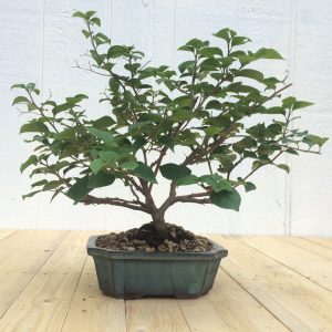 Live Bougainvillea Bonsai Tree In 8" Glazed Ceramic Pot , Outdoor Bonsai, Approx 10 Years, (Bougainvillea glabra) (Pink/Purple Blooms)