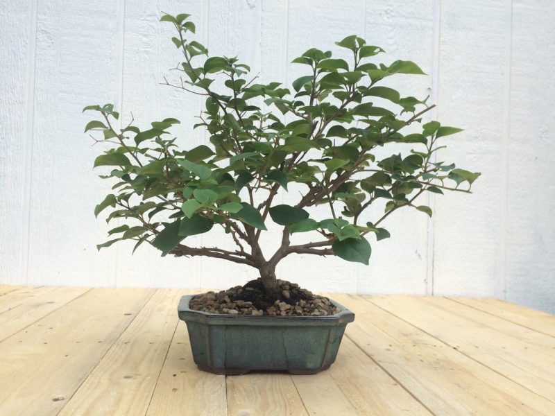 Live Bougainvillea Bonsai Tree In 8" Glazed Ceramic Pot , Outdoor Bonsai, Approx 10 Years, (Bougainvillea glabra) (Pink/Purple Blooms)