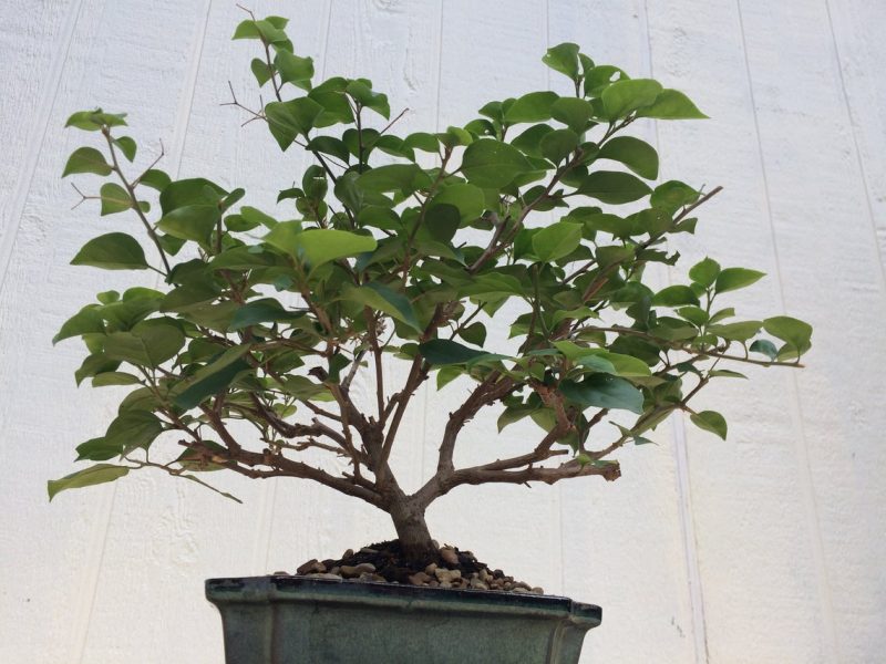 Live Bougainvillea Bonsai Tree In 8" Glazed Ceramic Pot , Outdoor Bonsai, Approx 10 Years, (Bougainvillea glabra) (Pink/Purple Blooms) - Image 2