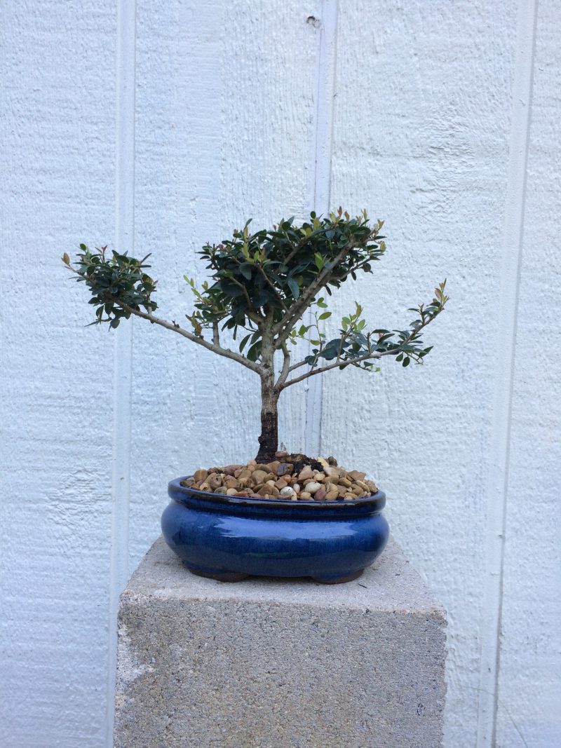 Yaupon Holly Bonsai In 6" Ceramic Bonsai Pot, Approx 7 Years, Outdoor Bonsai