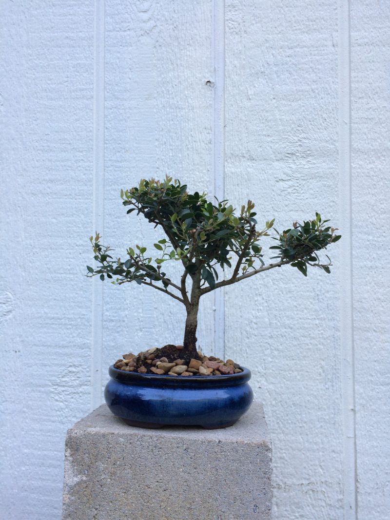 Yaupon Holly Bonsai In 6" Ceramic Bonsai Pot, Approx 7 Years, Outdoor Bonsai - Image 3