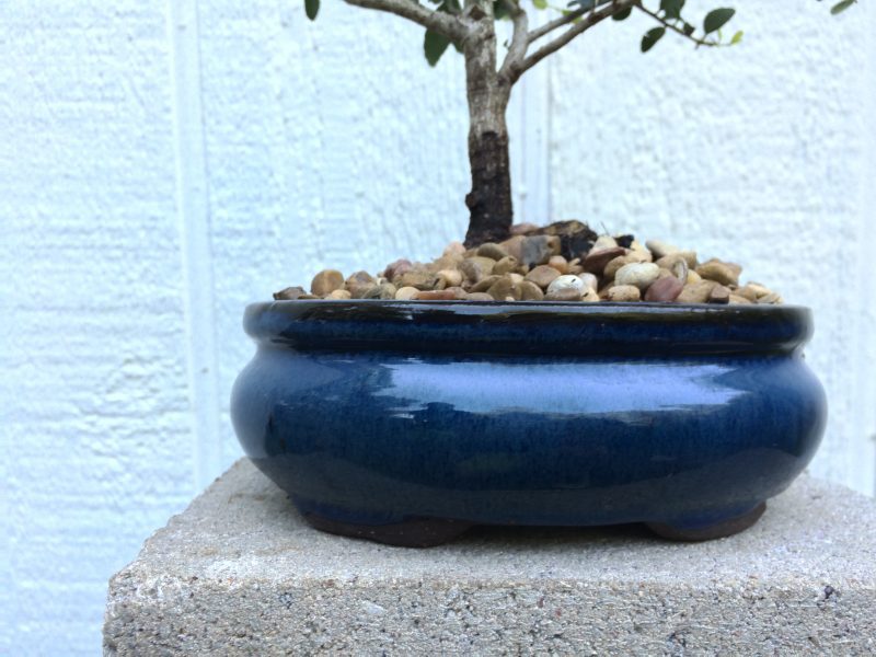 Yaupon Holly Bonsai In 6" Ceramic Bonsai Pot, Approx 7 Years, Outdoor Bonsai - Image 9