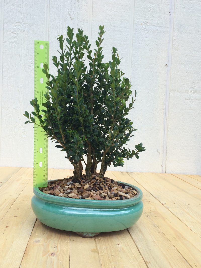 Boxwood Bonsai Tree Grove Planting In 10" Glazed Ceramic Pot, (Buxus microphylla), Approx 10-15 Years, Evergreen,Outdoor Bonsai - Image 2