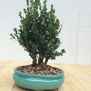 Boxwood Bonsai Tree Grove Planting In 10" Glazed Ceramic Pot, (Buxus microphylla), Approx 10-15 Years, Evergreen,Outdoor Bonsai