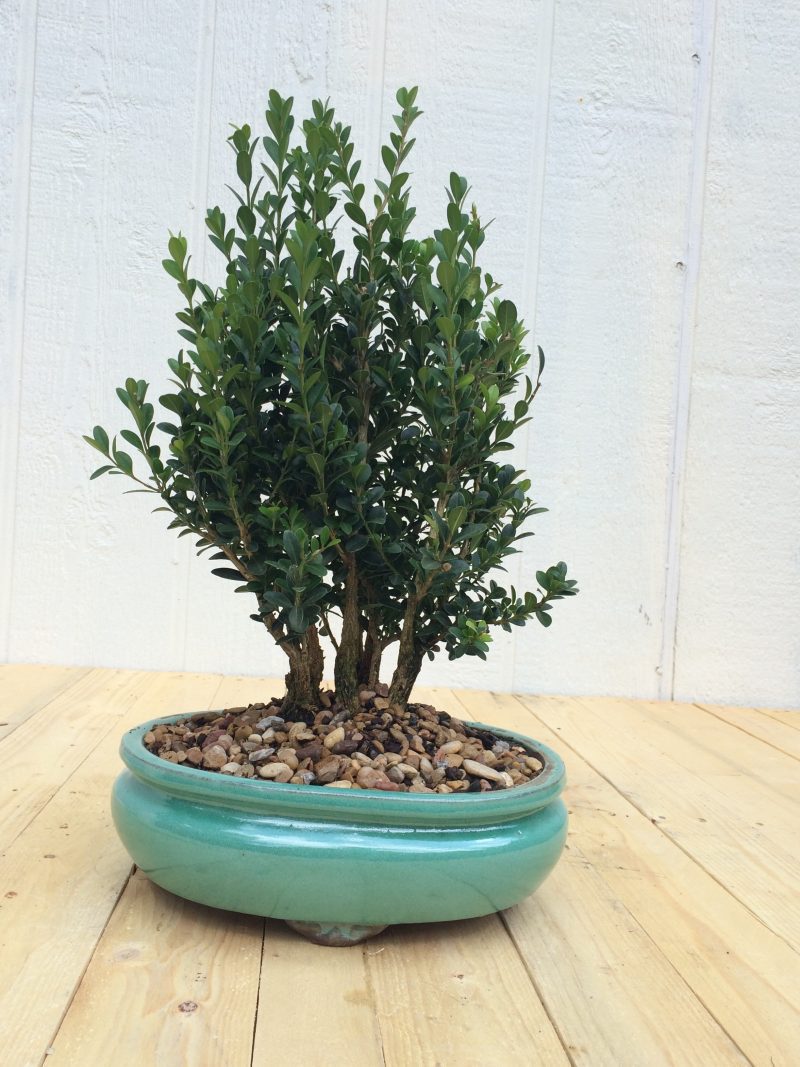 Boxwood Bonsai Tree Grove Planting In 10" Glazed Ceramic Pot, (Buxus microphylla), Approx 10-15 Years, Evergreen,Outdoor Bonsai