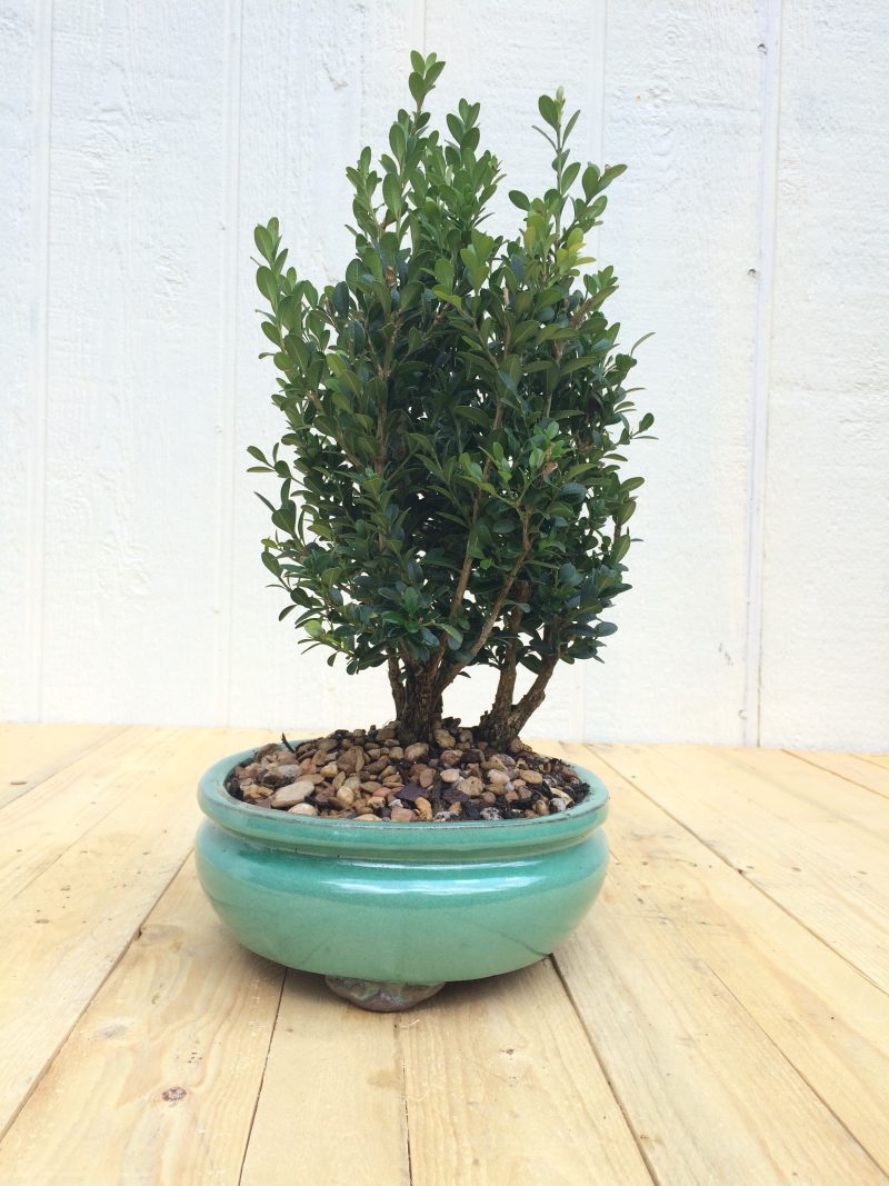 Boxwood Bonsai Tree Grove Planting In 10" Glazed Ceramic Pot, (Buxus microphylla), Approx 10-15 Years, Evergreen,Outdoor Bonsai - Image 3