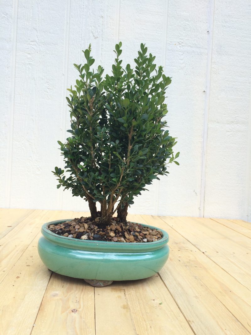 Boxwood Bonsai Tree Grove Planting In 10" Glazed Ceramic Pot, (Buxus microphylla), Approx 10-15 Years, Evergreen,Outdoor Bonsai - Image 10