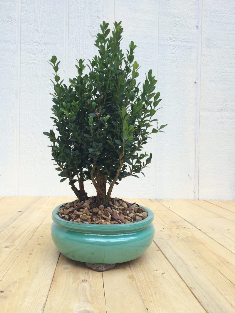 Boxwood Bonsai Tree Grove Planting In 10" Glazed Ceramic Pot, (Buxus microphylla), Approx 10-15 Years, Evergreen,Outdoor Bonsai - Image 9