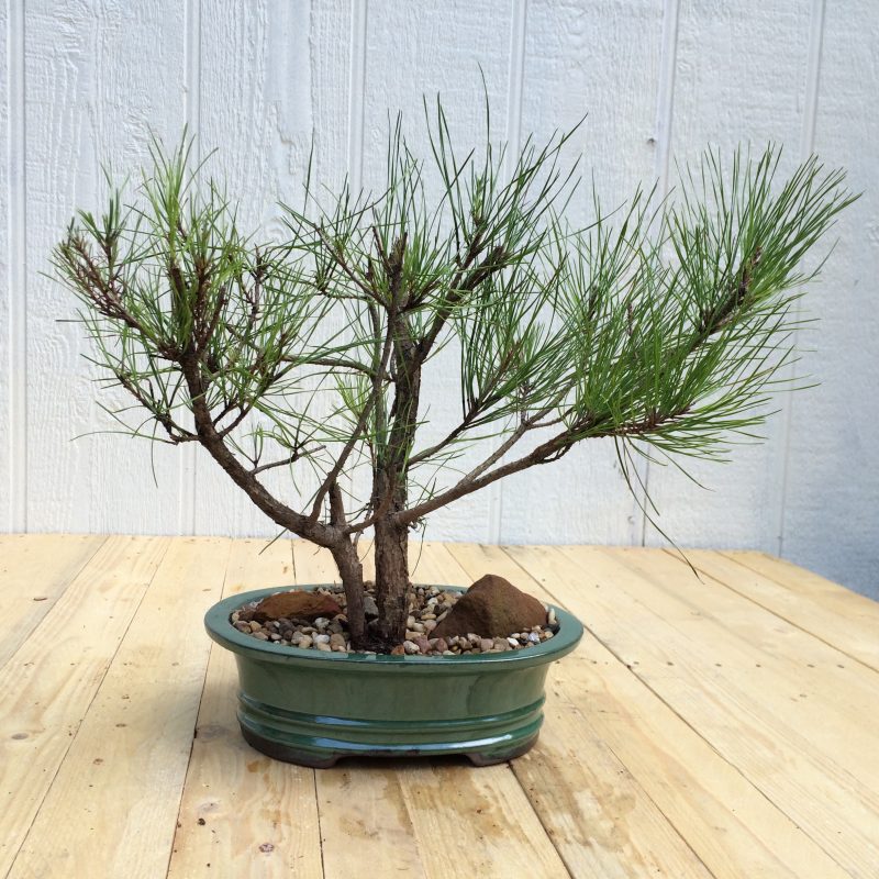 Pine Tree Bonsai Double-Trunk Planting In 8" Glazed Ceramic Pot, (Loblolly Pine), Approx 15 Years, Evergreen, Outdoor Bonsai