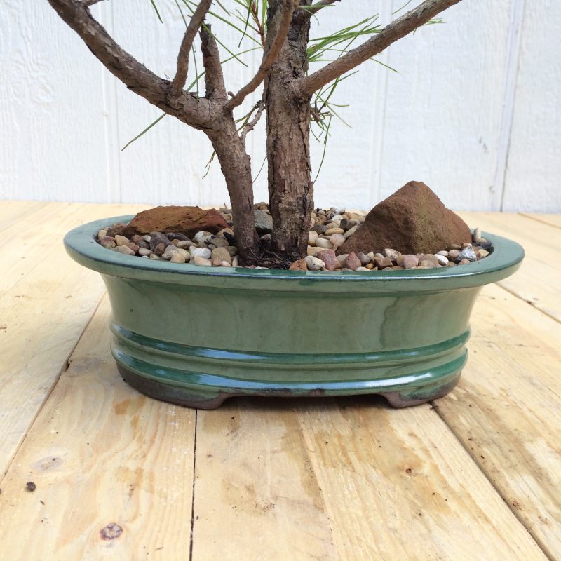 Pine Tree Bonsai Double-Trunk Planting In 8" Glazed Ceramic Pot, (Loblolly Pine), Approx 15 Years, Evergreen, Outdoor Bonsai - Image 2