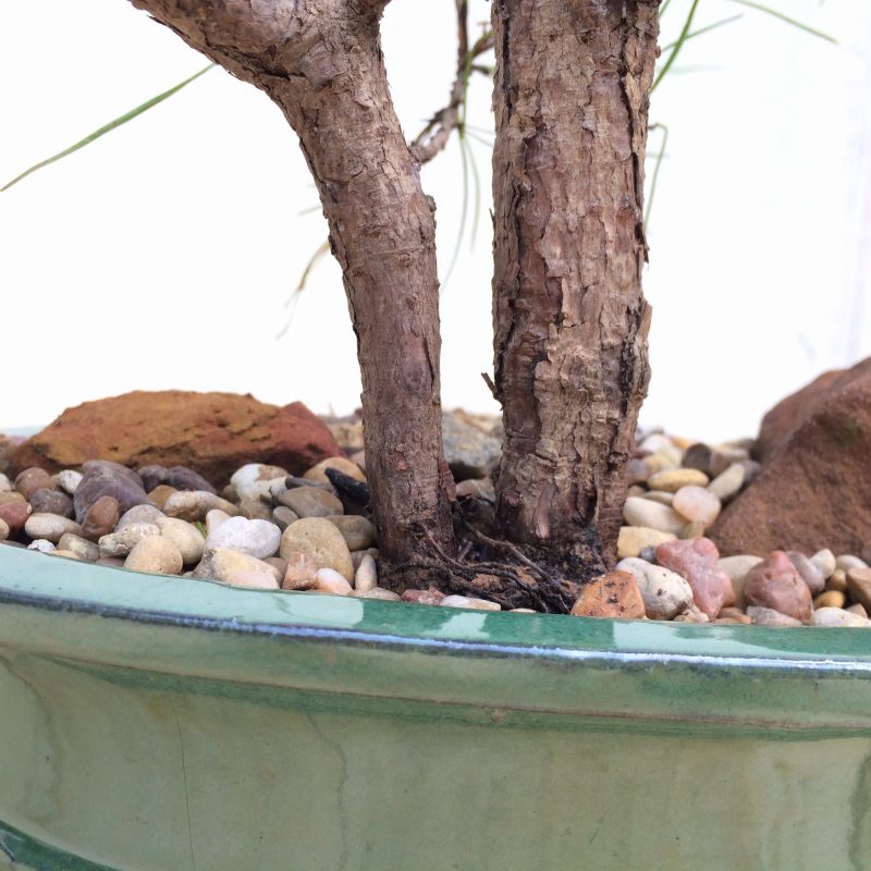 Pine Tree Bonsai Double-Trunk Planting In 8" Glazed Ceramic Pot, (Loblolly Pine), Approx 15 Years, Evergreen, Outdoor Bonsai - Image 3