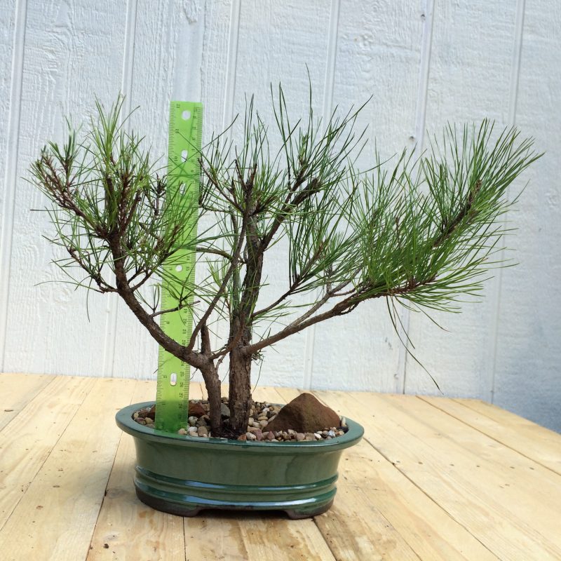 Pine Tree Bonsai Double-Trunk Planting In 8" Glazed Ceramic Pot, (Loblolly Pine), Approx 15 Years, Evergreen, Outdoor Bonsai - Image 4