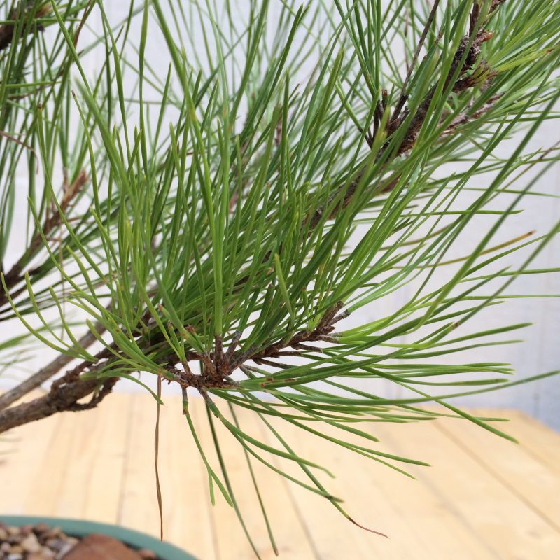 Pine Tree Bonsai Double-Trunk Planting In 8" Glazed Ceramic Pot, (Loblolly Pine), Approx 15 Years, Evergreen, Outdoor Bonsai - Image 6