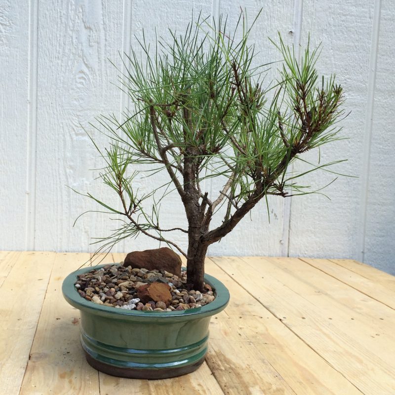 Pine Tree Bonsai Double-Trunk Planting In 8" Glazed Ceramic Pot, (Loblolly Pine), Approx 15 Years, Evergreen, Outdoor Bonsai - Image 7