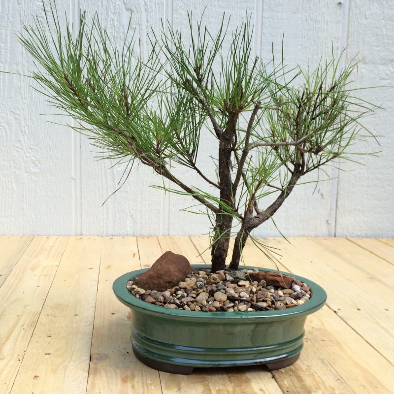 Pine Tree Bonsai Double-Trunk Planting In 8" Glazed Ceramic Pot, (Loblolly Pine), Approx 15 Years, Evergreen, Outdoor Bonsai - Image 8