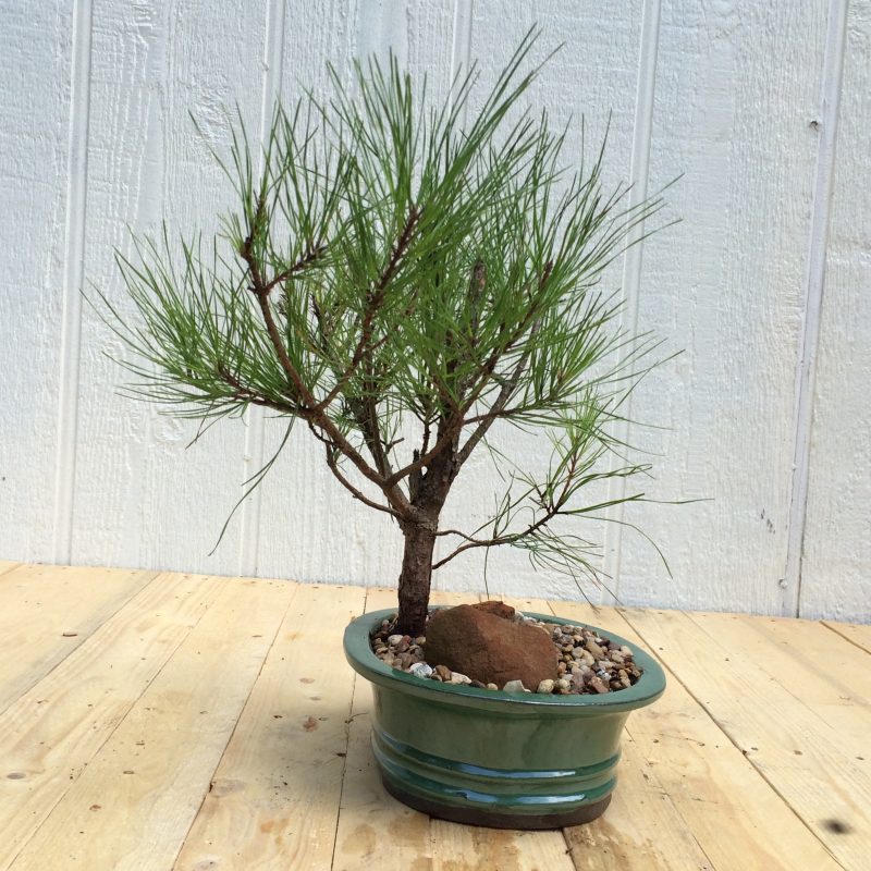 Pine Tree Bonsai Double-Trunk Planting In 8" Glazed Ceramic Pot, (Loblolly Pine), Approx 15 Years, Evergreen, Outdoor Bonsai - Image 9