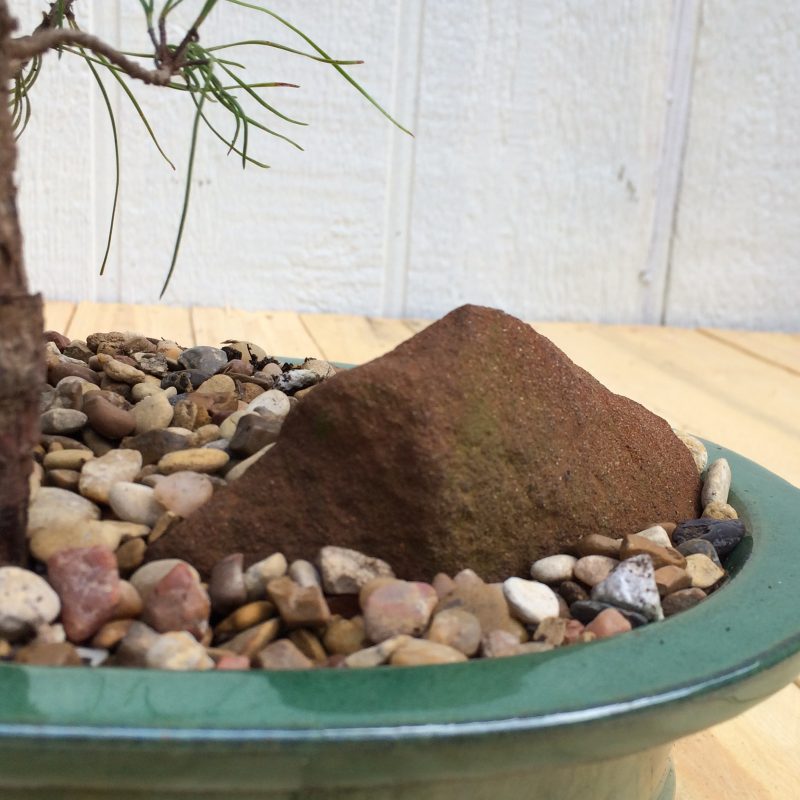 Pine Tree Bonsai Double-Trunk Planting In 8" Glazed Ceramic Pot, (Loblolly Pine), Approx 15 Years, Evergreen, Outdoor Bonsai - Image 10