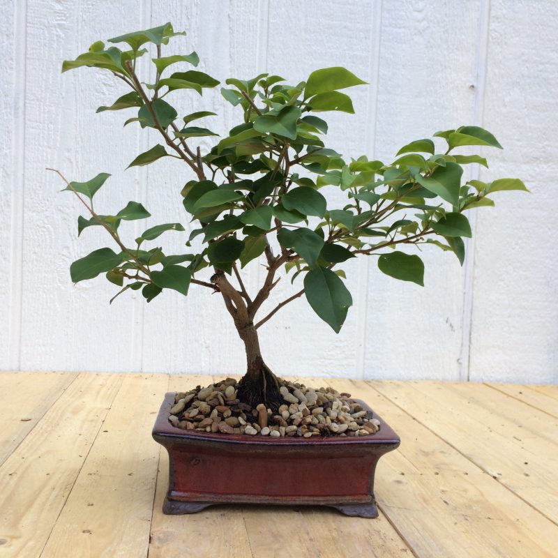 Bougainvillea Bonsai In 8" Glazed Ceramic Pot , Outdoor Bonsai, Approx 10 Years, (Bougainvillea glabra) - Image 2