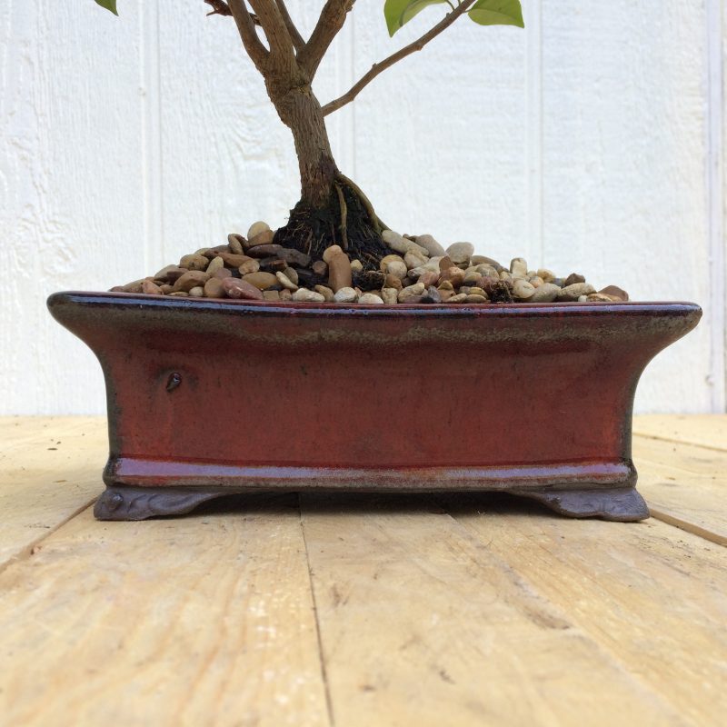 Bougainvillea Bonsai In 8" Glazed Ceramic Pot , Outdoor Bonsai, Approx 10 Years, (Bougainvillea glabra) - Image 7