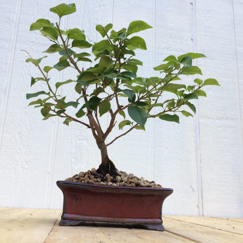 Bougainvillea Bonsai In 8" Glazed Ceramic Pot , Outdoor Bonsai, Approx 10 Years, (Bougainvillea glabra)