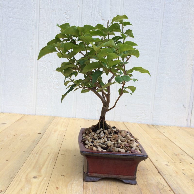 Bougainvillea Bonsai In 8" Glazed Ceramic Pot , Outdoor Bonsai, Approx 10 Years, (Bougainvillea glabra) - Image 6