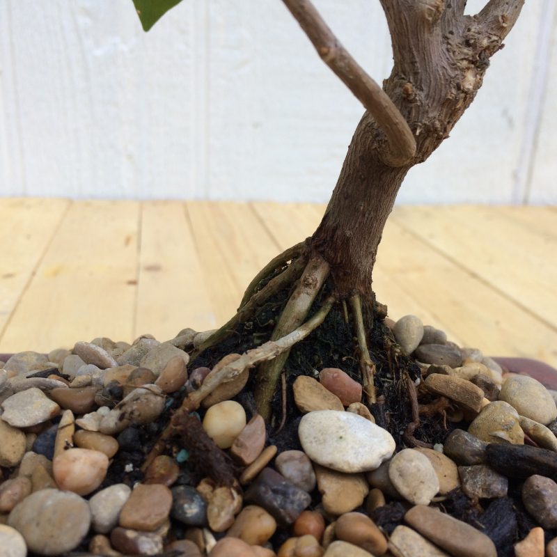 Bougainvillea Bonsai In 8" Glazed Ceramic Pot , Outdoor Bonsai, Approx 10 Years, (Bougainvillea glabra) - Image 9