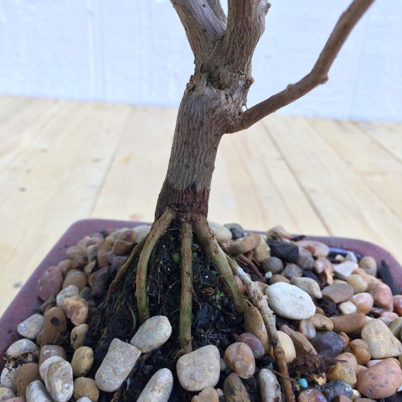 Bougainvillea Bonsai In 8" Glazed Ceramic Pot , Outdoor Bonsai, Approx 10 Years, (Bougainvillea glabra) - Image 3