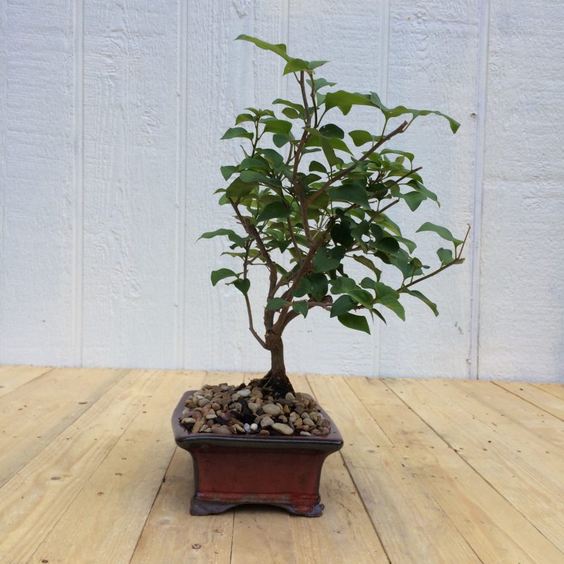 Bougainvillea Bonsai In 8" Glazed Ceramic Pot , Outdoor Bonsai, Approx 10 Years, (Bougainvillea glabra) - Image 10