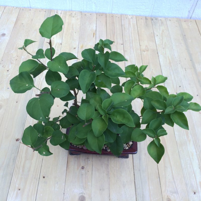 Bougainvillea Bonsai In 8" Glazed Ceramic Pot , Outdoor Bonsai, Approx 10 Years, (Bougainvillea glabra) - Image 4