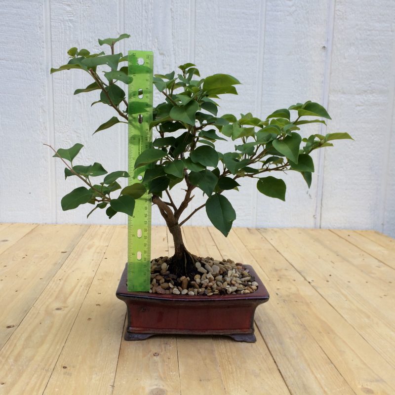 Bougainvillea Bonsai In 8" Glazed Ceramic Pot , Outdoor Bonsai, Approx 10 Years, (Bougainvillea glabra) - Image 5