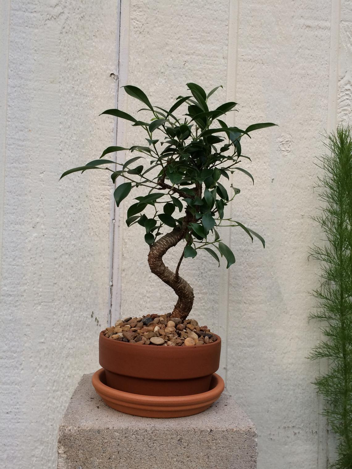 Indoor Bonsai Bonsais by Snc