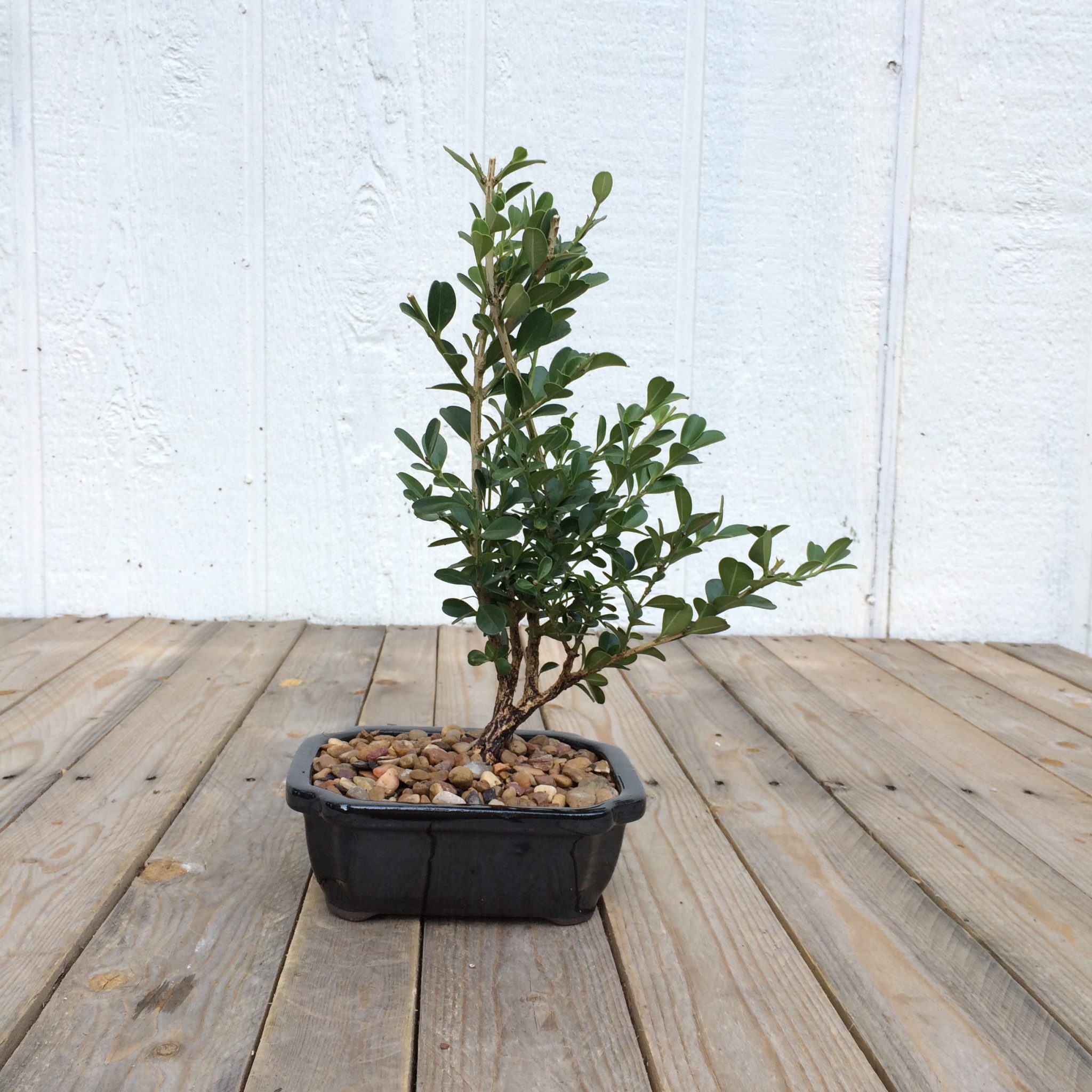 Boxwoods Bonsais by Snc