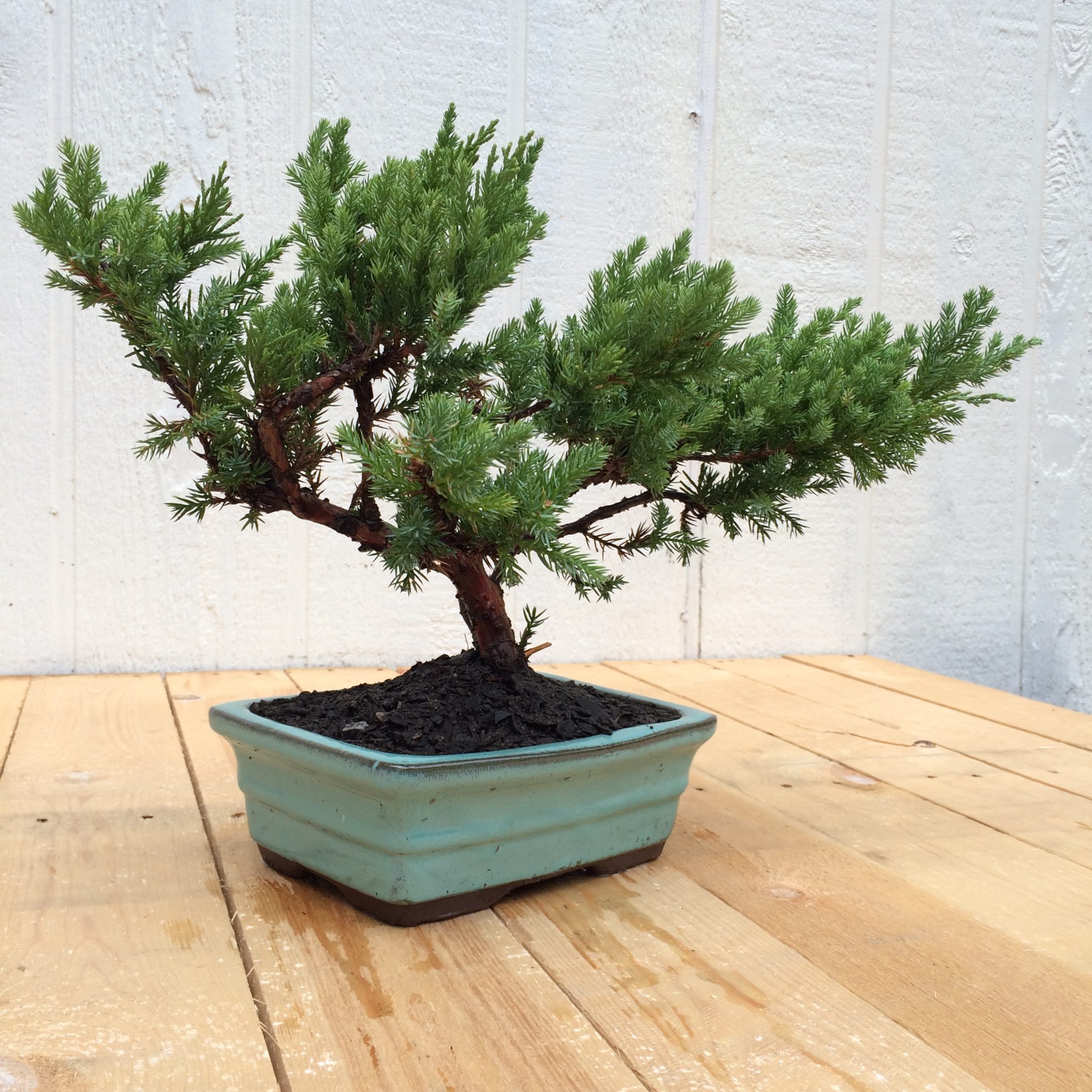 39+ Parsoni Juniper Bonsai most complete Hobby plan