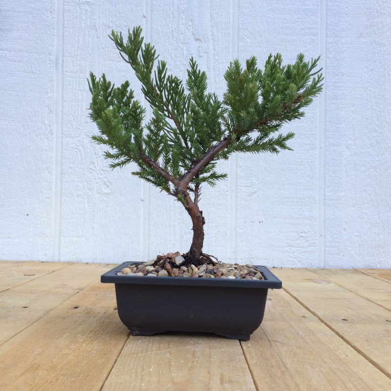 Juniper Pre-Bonsai Tree In 6" Plastic Bonsai Pot (Greenmound Juniper), 4 Years, Evergreen Outdoor Bonsai