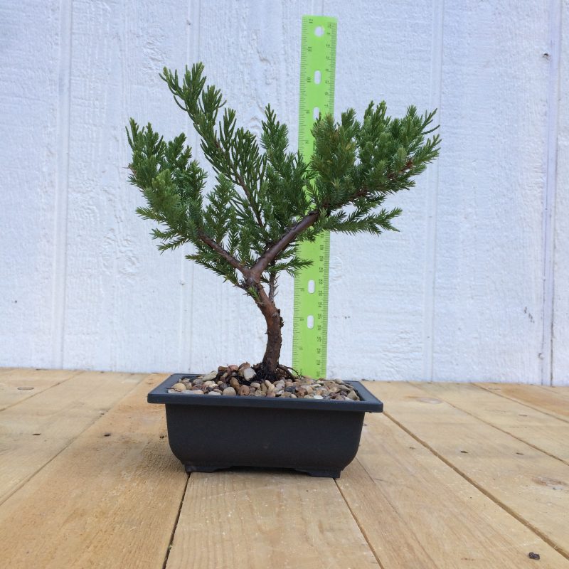 Juniper Pre-Bonsai Tree In 6" Plastic Bonsai Pot (Greenmound Juniper), 4 Years, Evergreen Outdoor Bonsai - Image 2