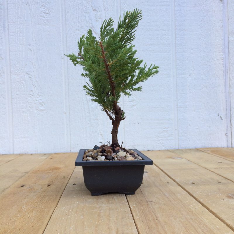 Juniper Pre-Bonsai Tree In 6" Plastic Bonsai Pot (Greenmound Juniper), 4 Years, Evergreen Outdoor Bonsai - Image 8