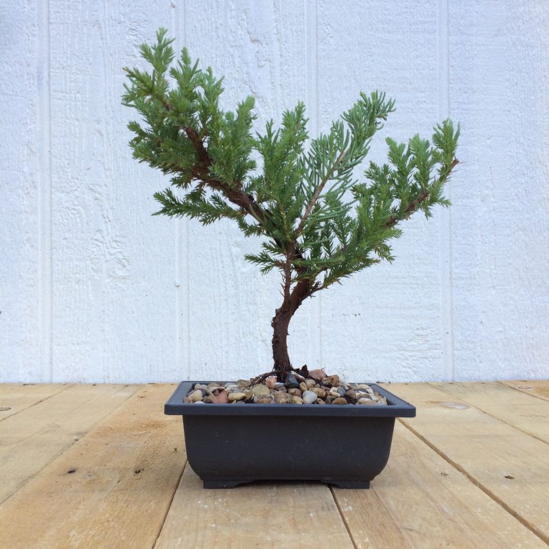 Juniper Pre-Bonsai Tree In 6" Plastic Bonsai Pot (Greenmound Juniper), 4 Years, Evergreen Outdoor Bonsai - Image 3