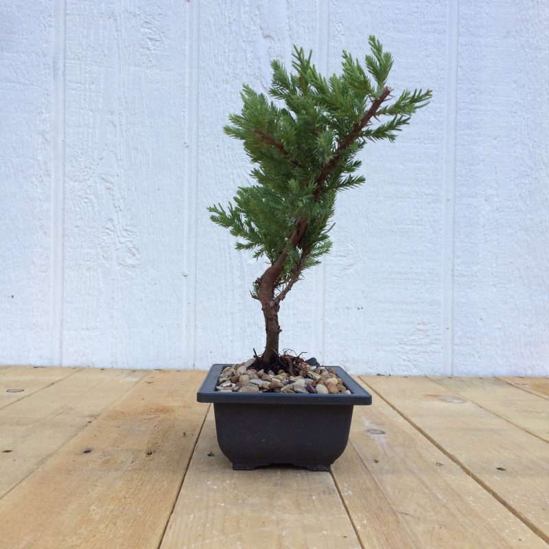 Juniper Pre-Bonsai Tree In 6" Plastic Bonsai Pot (Greenmound Juniper), 4 Years, Evergreen Outdoor Bonsai - Image 7