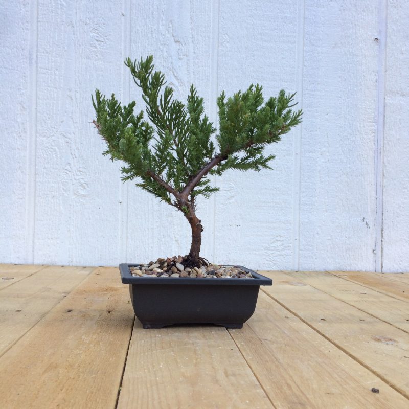 Juniper Pre-Bonsai Tree In 6" Plastic Bonsai Pot (Greenmound Juniper), 4 Years, Evergreen Outdoor Bonsai - Image 4