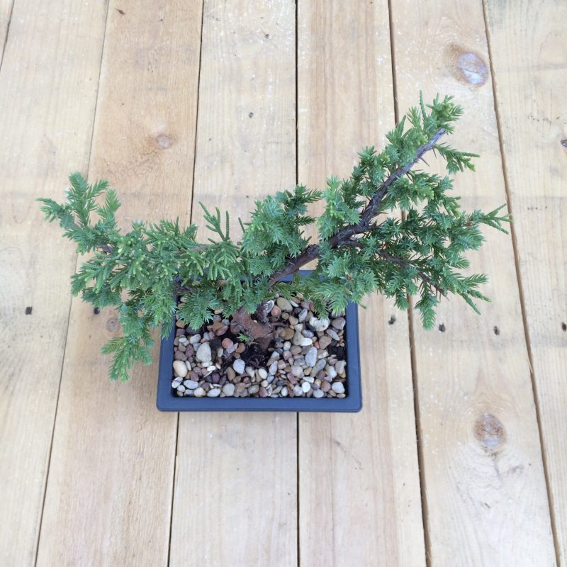 Juniper Pre-Bonsai Tree In 6" Plastic Bonsai Pot (Greenmound Juniper), 4 Years, Evergreen Outdoor Bonsai - Image 6