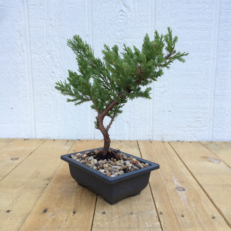 Juniper Pre-Bonsai Tree In 6" Plastic Bonsai Pot (Greenmound Juniper), 4 Years, Evergreen Outdoor Bonsai - Image 9