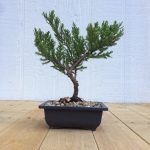 parsoni juniper bonsai