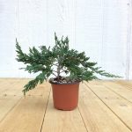 Juniper Pre-Bonsai Tree In 4" Plastic Training Pot (Blue Rug Juniper), 3 Years, Evergreen Outdoor Bonsai