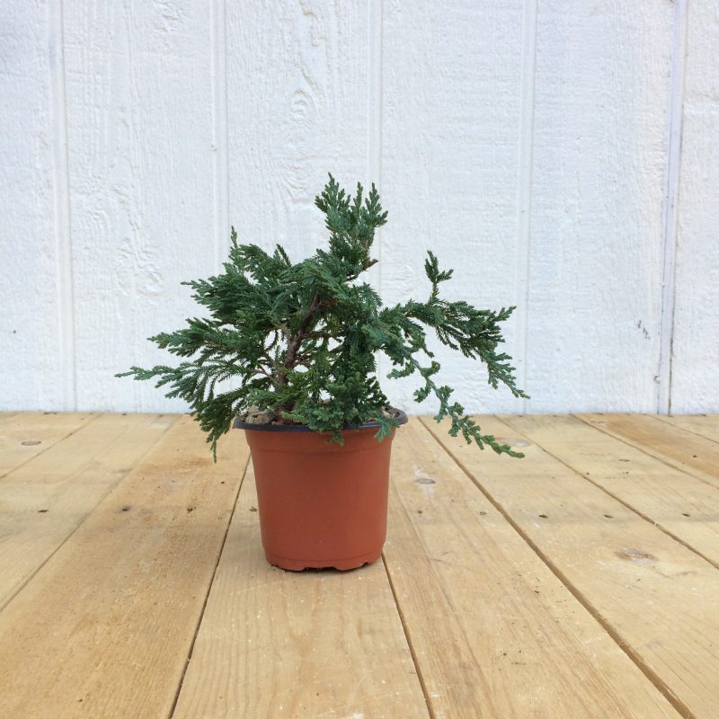 Juniper Pre-Bonsai Tree In 4" Plastic Training Pot (Blue Rug Juniper), 3 Years, Evergreen Outdoor Bonsai - Image 2